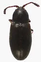 Atomaria atrata - photo 4