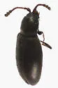 Atomaria atrata - photo 5