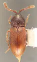Atomaria dispersa