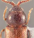 Atomaria dispersa - photo 3