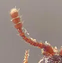Atomaria dispersa - photo 4