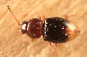 Atomaria distincta