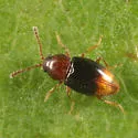 Atomaria distincta - photo 2