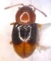 Atomaria distincta - photo 3