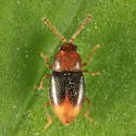 Atomaria distincta - photo 4