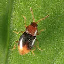 Atomaria distincta - photo 5