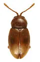 Atomaria ephippiata