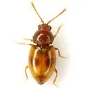 Atomaria ephippiata - photo 2