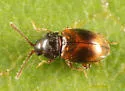 Atomaria ephippiata - photo 3