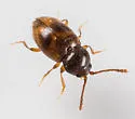 Atomaria ephippiata - photo 4