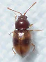 Atomaria ephippiata - photo 5