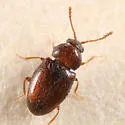 Atomaria fuscata