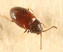 Atomaria fuscata - photo 2
