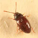 Atomaria fuscata - photo 3