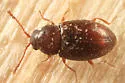Atomaria fuscata - photo 4