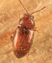 Atomaria fuscata - photo 5