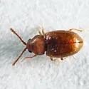 Atomaria lewisi - Atomaria lewisi