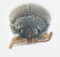 Atomaria lewisi - photo 3