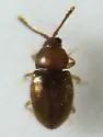 Atomaria lewisi - photo 4