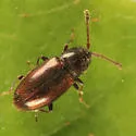 Atomaria lineola - Atomaria lineola