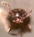 Atomaria mesomela - photo 4