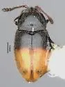 Atomaria mesomela - photo 5