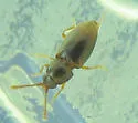 Atomaria nigrirostris - photo 2