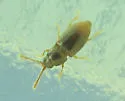 Atomaria nigrirostris - photo 3