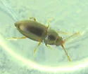 Atomaria nigrirostris - photo 4