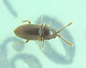 Atomaria nigrirostris - photo 5