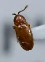 Atomaria stricticollis - Atomaria stricticollis