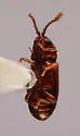 Atomaria stricticollis - photo 4