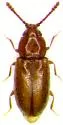 Atomaria stricticollis - photo 5