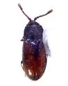 Atomaria subangulata - photo 2