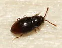 Atomaria testacea - Atomaria testacea