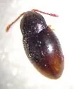 Atomaria testacea - photo 2