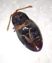 Atomaria testacea - photo 3