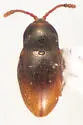 Atomaria testacea - photo 4