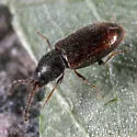 Atomaria vespertina - photo 2
