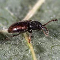Atomaria vespertina - photo 3
