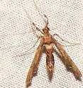 Atomopteryx solanalis - Hodges#5110