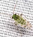 Atomoscelis onustus - photo 2