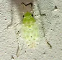 Atomoscelis onustus - photo 3