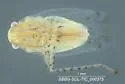 Atomoscelis onustus - photo 4