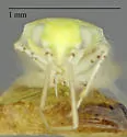 Atomoscelis onustus - photo 5
