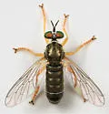 Yellow-legged Micropanther - photo 2