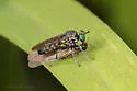 Arizona Micropanther - Atoniomyia duncani
