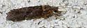 Atopsyche erigia