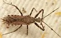 Atrachelus cinereus
