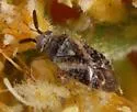 Atractotomus acaciae - photo 2